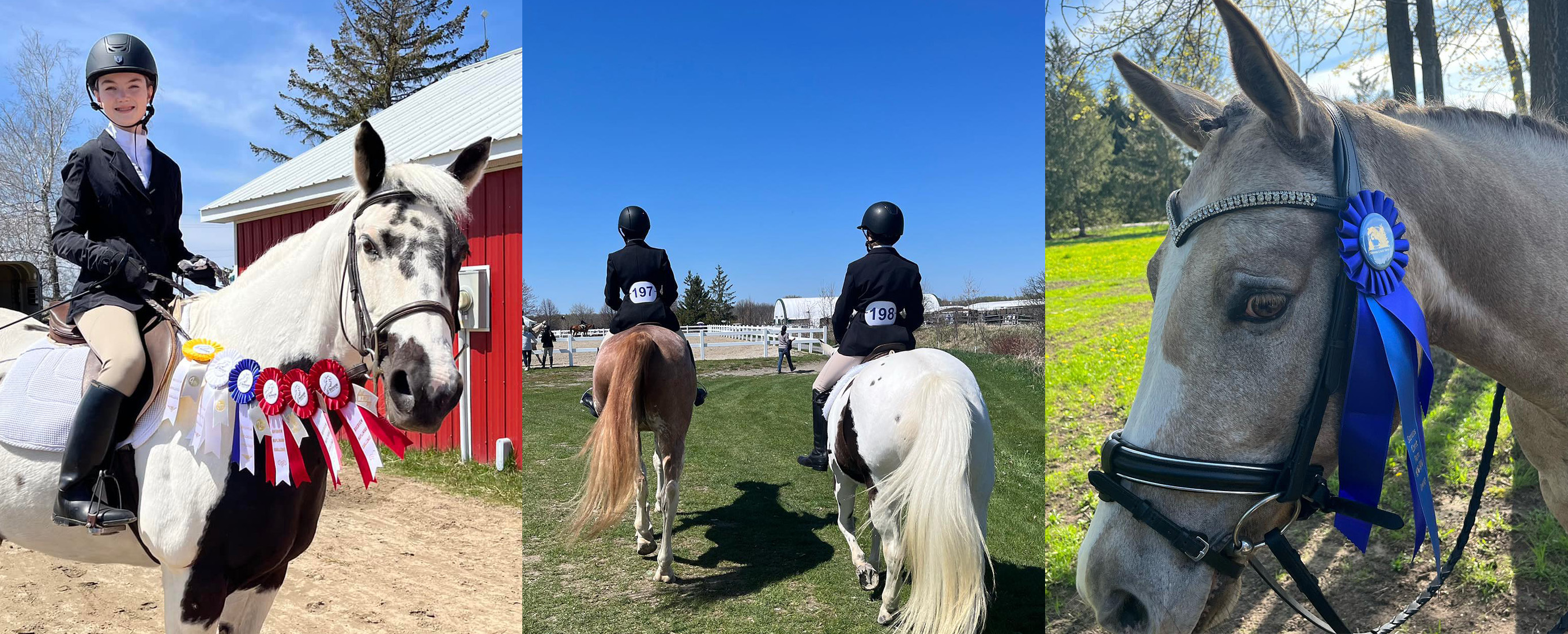 Horse Shows Banner